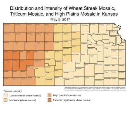 Preliminary Assessment of Wheat Streak Mosaic Distribution in Kansas